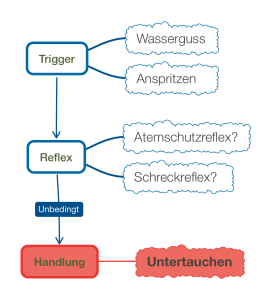 Schema Babytauchen „weil es einen Reflex gibt“